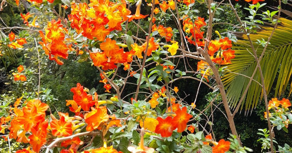Joy as natural Medicine